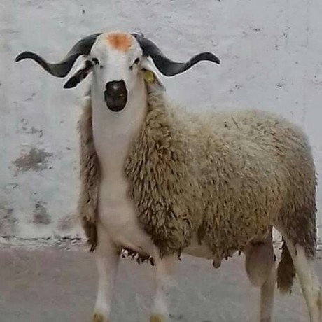Sheep