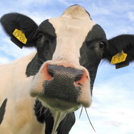 Cows