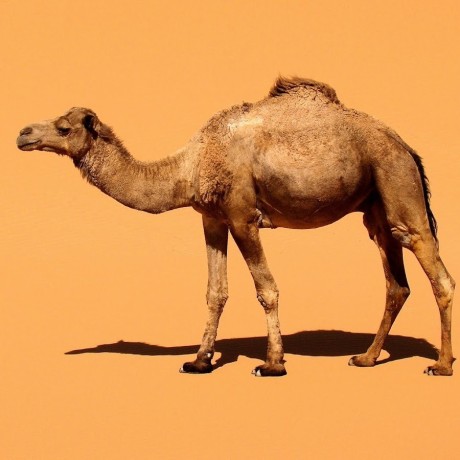 Camels