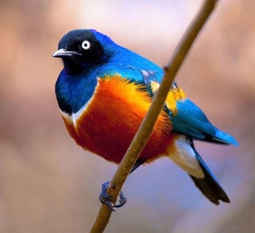 Birds