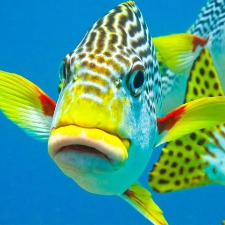 Fishs
