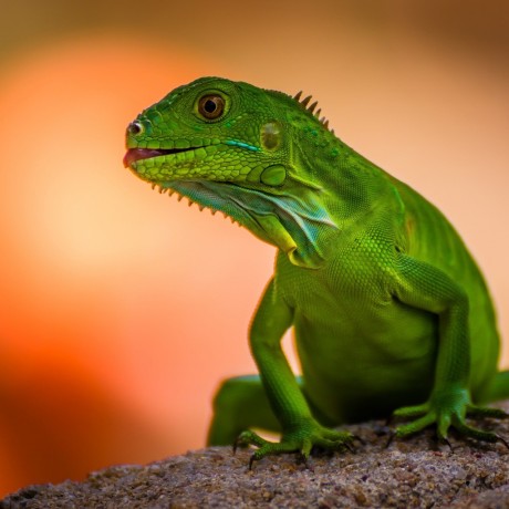 Reptiles