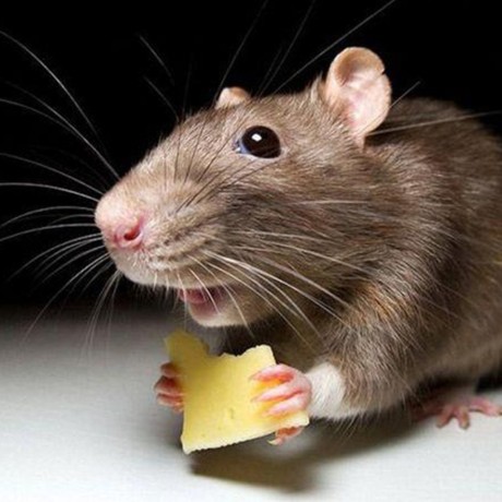 Rodents