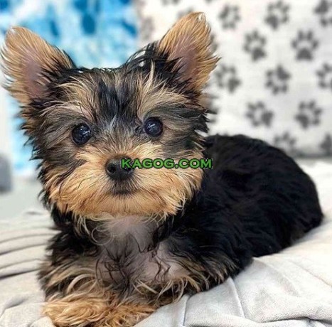 Two Teacup Yorkie Puppies Needs a New Family