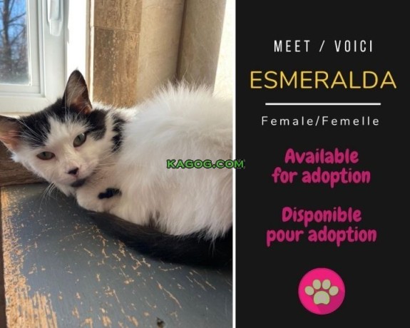 Esmeralda: Your Majestic Companion from the Enchanting World of Domestic Long Hair Cats!