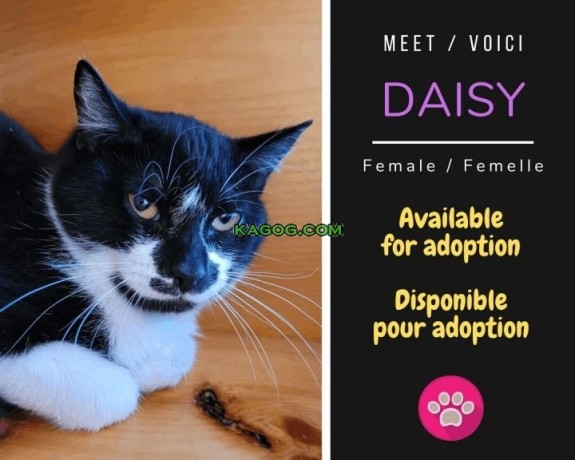 Daisy: Your Blossoming Companion from the World of Domestic Short Hair Cats!