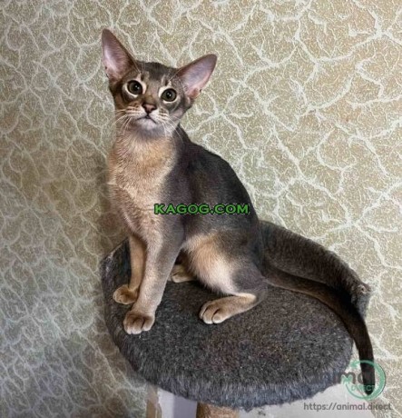 Abyssinian kitten girl and boy, Abyssinian