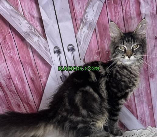 Mainecoons, Mixed Breed
