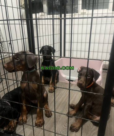 Doberman puppys , Doberman Pinscher $ 1,500