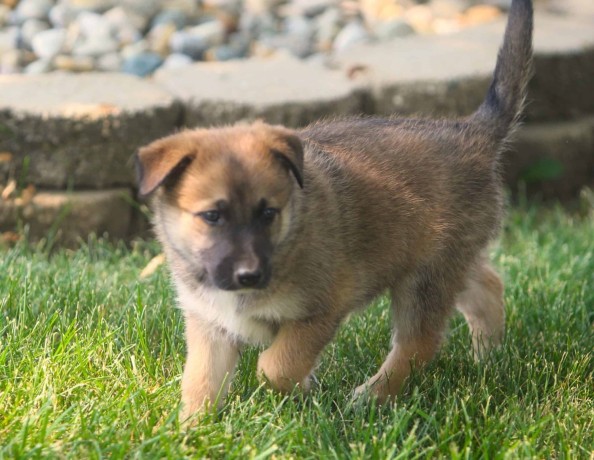 Beautiful Mini-Shepherd Pups for sale