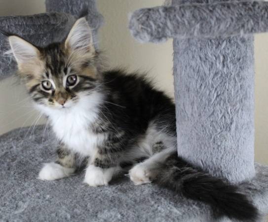 Maine coons