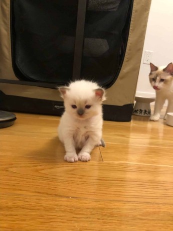 Gorgeus Ragdoll kitten will be available July 10th