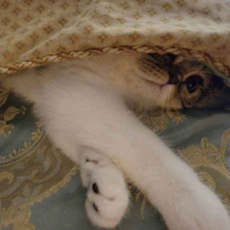 Domestic Long-Haired Cat