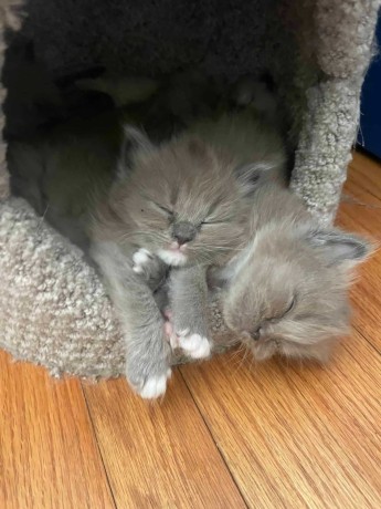 Ragdoll Kittens