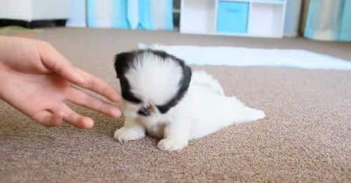 Teacup Shih tzu Puppies Available