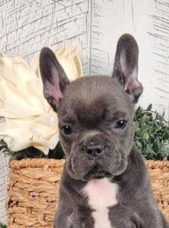 Maury French Bulldog
