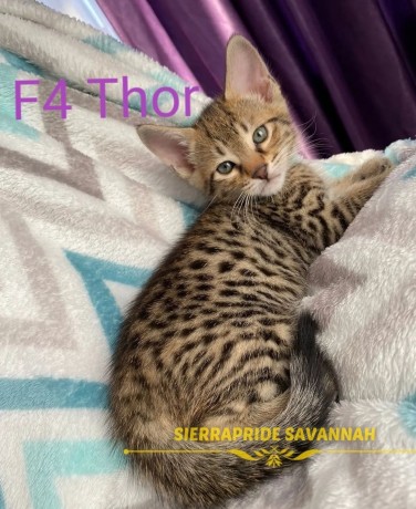Registered Savannah kittens ready to go