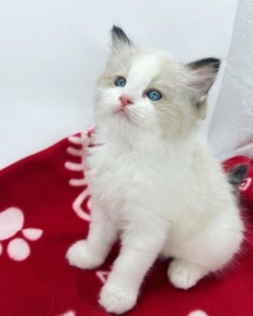 Ragdoll kittens