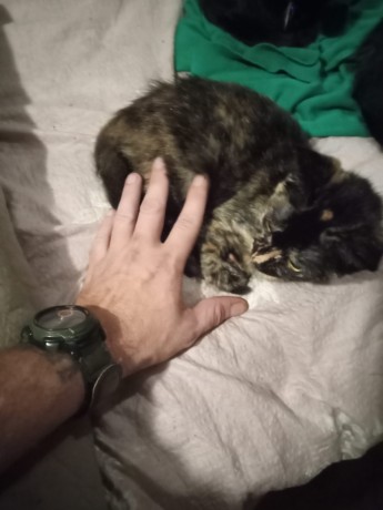 Free tortoiseshell kitten