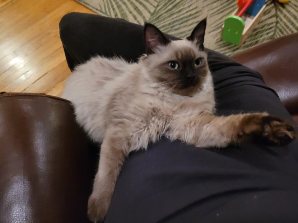 Mink ragdoll kitten for sale