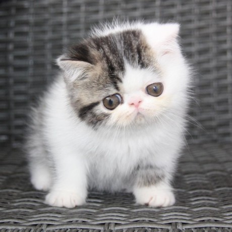 Persian Kittens for adoption