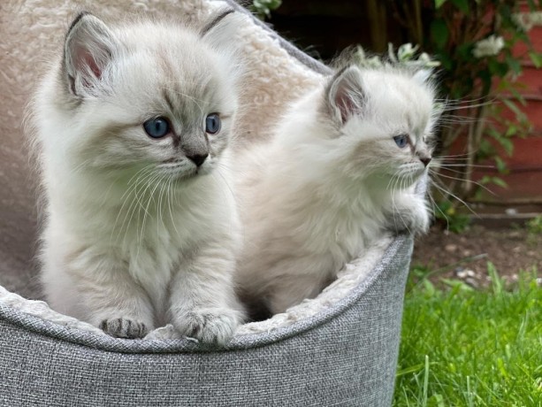 Pure Ragdoll Kittens Available