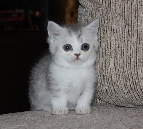 Beautiful Munchkin kittens for sale