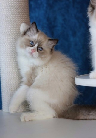 Cute and Lovely Home Raised Ragdoll Kittens for sale